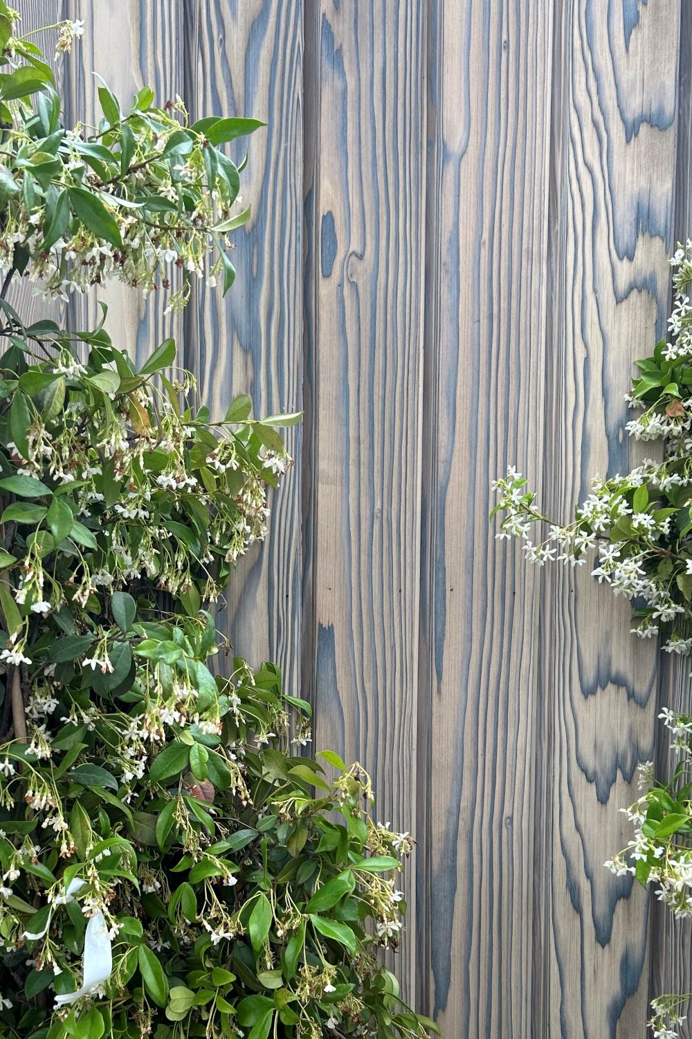 White Charred Wood Fence